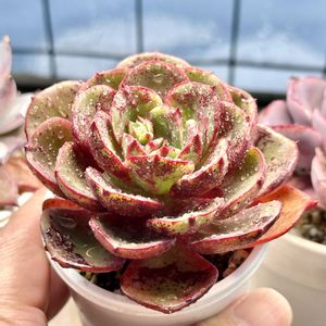 成長記録 レッドファンタジア,エケベリア レッドファンタジア,神奈川タニラー,多肉男子,バルコニー/ベランダの画像