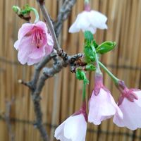 盆栽,山野草,収穫,道の駅,さくら 桜 サクラの画像