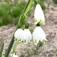 クロッカス,スノーフレーク,葉牡丹,ポットマリーゴールド(ｷﾝｾﾝｶ),散歩道の画像