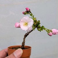 さくら サクラ 桜,盆栽,ミニ盆栽,盆栽苗木,まめ盆栽の画像
