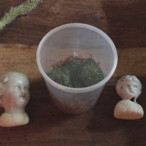 ベゴニア,ベゴニア,葉挿しBaby,根茎性 ベゴニア,ベゴニア・マソニアナ（アイアンクロス）の画像