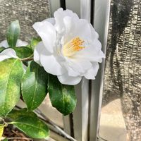 ツバキ,洋種ツバキ,鉢植え,花木,常緑樹の画像