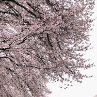 デージー,ペチコート水仙,ペチコート水仙,斑入りアマドコロ,さくら サクラ 桜の画像