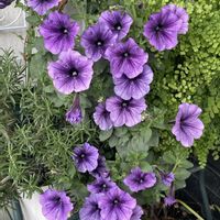 アジアンタム,ペチュニア,ローズマリー,よく咲くペチュニア バカラiQ,パープル系の画像