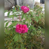 ボタン,ボタン,パンジー,パンジー,レウイシアの画像