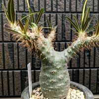 パキポディウム・グラキリス,多肉植物,塊根植物,成長記録,癒し空間の画像