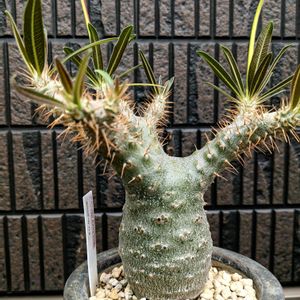 パキポディウム・グラキリス,多肉植物,塊根植物,成長記録,癒し空間の画像