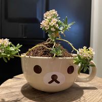 アリッサム,鉢植え,こぼれダネ,強風ベランダの画像