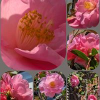 ハナニラ,ガザニア,姫りんご,オステオスペルマム,梨の花の画像