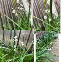 スノーフレーク,ネモフィラ,フリージア,スイートアリッサム ,ナンキンハゼの実の画像