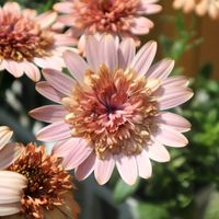 オステオスペルマム,鉢植え,ガーデニング,花のある暮らし,春が来た❣️の画像