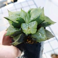 ハオルチア,ハオルチア,裏般若,多肉植物,観葉植物の画像