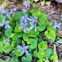 アネモネ,ムラサキハナナ,ビオラ,タチツボスミレ,癒しの画像