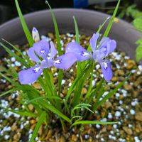 アヤメ,エヒメアヤメ,球根,球根植物,花のある暮らしの画像