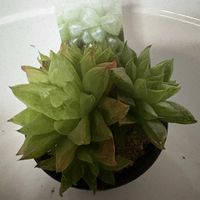 ハオルチア,ハオルチア 宝草,多肉植物,ホームセンターの画像