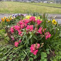 キンギョソウの画像