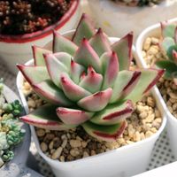 ブラックエボニー,多肉植物,成長記録,北海道タニラー,多肉の爪が好き♡の画像