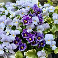 ビオラ,ツルニチソウ,ヌーヴェルヴァーグ　ラピスラズリ,寄せ植え,鉢植えの画像