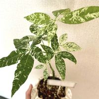 パキラ,パキラ(斑入り),パキラ ミルキーウェイ,実生 パキラ,パキラ・ミルキーウェイ実生の画像