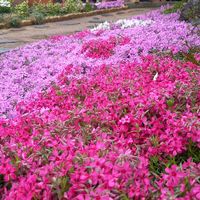 シバザクラ,スノーフレーク,チューリップ,地植え,ガーデニングの画像