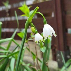 スノーフレーク,NO GREEN  NO LIFE,今日のお花,見てくれてありがとう♡,GSの皆さまに感謝♡の画像
