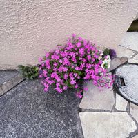 アリッサム,マーガレット,ビオラ,金魚草,ラナンキュラス　ラックスの画像