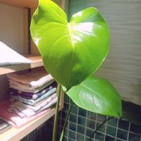 モンステラ,観葉植物,お気に入り,新芽,グリーンのある暮らしの画像