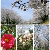 スミレ,ツバキ,ハナモモ,レンゲソウ,菜の花の画像