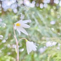 スノーフレーク,秋咲きスノーフレーク,リューコジューム,アキザキスノーフレーク,スノーフレーク(スズランスイセン)の画像