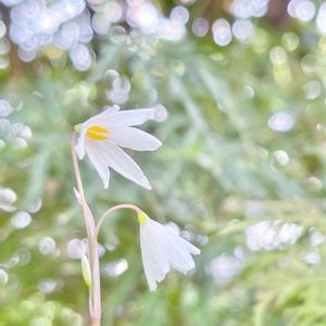 スノーフレーク,秋咲きスノーフレーク,リューコジューム,アキザキスノーフレーク,スノーフレーク(スズランスイセン)の画像