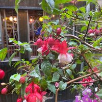 フクシアの画像