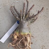 アデニウム,アデニウム アラビカム,塊根植物,アデニウム属の画像