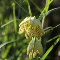 ヒマラヤユキノシタ,雪割草,春の花,バイモユリ〔アミガサユリ〕, 山野草の画像