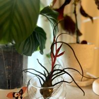 チランジアの画像