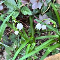 クリスマスローズ,スノーフレーク,スノーフレーク,ガーデニング,手作りの庭の画像