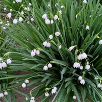 ハナニラ,スイセン,スノーフレーク,ムスカリ,まだまだ初心者の画像