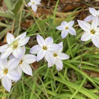 スプリングスターフラワー（ハナニラ),ガーデニング,花のある暮らし,小さな庭の画像