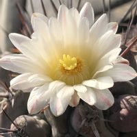 サボテン,鶴武者,テロカクタス属,ベランダの画像