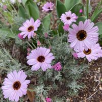 ローダンセマム エルフピンク,ガーデニング,花のある暮らし,小さな庭の画像