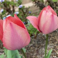 チューリップ,ガーデニング,花のある暮らし,小さな庭の画像