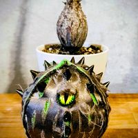 パキポディウム,塊根まん,多肉植物,観葉植物,塊根植物の画像