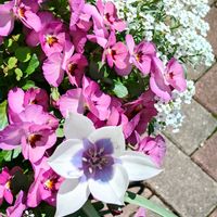 アリッサム,ストック,チューリップ,ビオラ,寄せ植えの画像