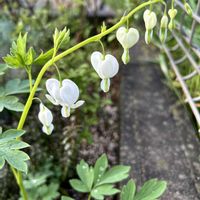 タイツリソウ,ラナンキュラスラックス エリス,ラナンキュラスラックス　ハデス,ラナンキュラスランドセル　ソルトムーン　あずきの画像