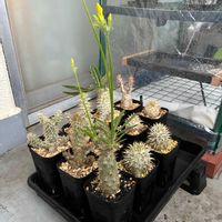 パキポディウム・グラキリス,パキポディウム ブレビカウレの画像