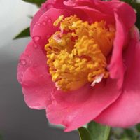 ツバキ,雨の中,しべ好き,富山支部,千葉の空の画像