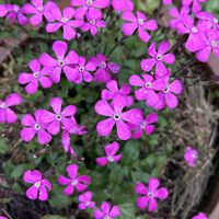 ヒメエニシダ,シレネ ピンクパンサー(シレネ カロリニアナ)の画像