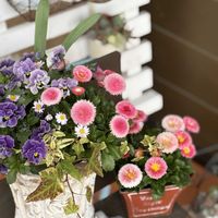 デージー,原種デージー アルムの空,春の訪れ,私のお気に入り,私の癒し♡の画像