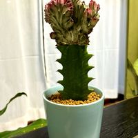 多肉植物,ユーフォルビア,グリーンのある暮らし, サボテン,100均レアの画像