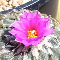 サボテン,バラ丸,バラ丸,銀牡丹,銀牡丹の画像