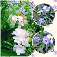 フリージア,ハナニラ(イフェイオン),ガーデニング,球根植物,ナチュラルガーデンの画像